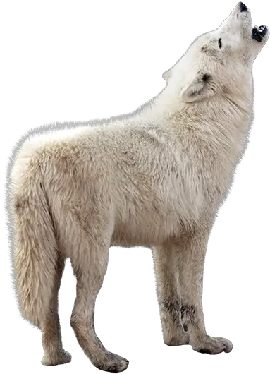 Parc Oméga U2013 Animalier Des Animaux Du Québec Game Of Thrones Wolf Png White Wolf Png