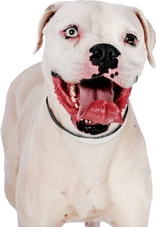 Pit Bull Terrier Image Transparent Background Gif Pit Bull Pit Bulls With Transparent Background Png Bull Transparent Background