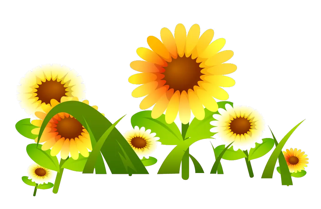 Group Of Sunflowers Png