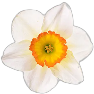 December 19 1968 Wild Daffodil Png Daffodil Icon