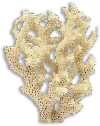 Coral Reef Aquarium Decor Png Coral Transparent