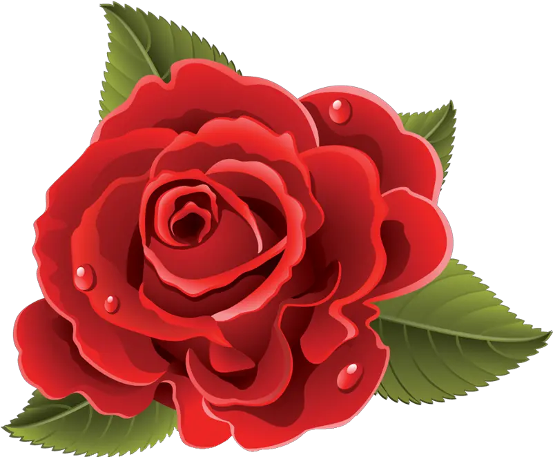 Rosas Rojas Vector Png Rosas Rojas Dibujo Png Rosas Rojas Png