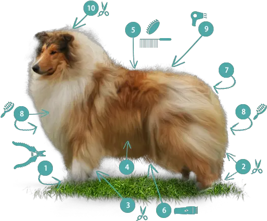 Border Collie Know Your Breed Dawgz Grooming U0026 More Rough Collie Png Border Collie Png