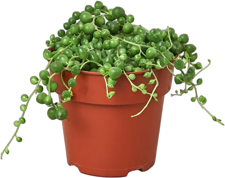 Succulent String Of Pearls Botanistcollective Botanist Collective Plant Houseplant Succulent Plant Png String Of Pearls Png