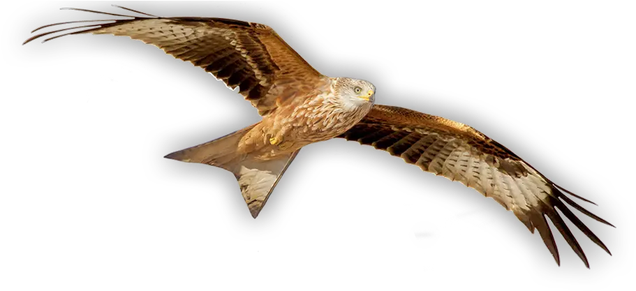 Grassland Hawk Png Red Kite Bird Png Hawk Png