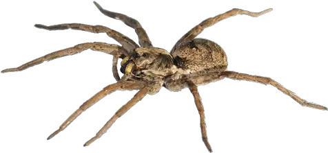 Download Spider Hq Png Image Freepngimg Wolf Spider Transparent Cute Spider Png