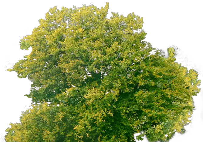Download Tree Plan Png Tree Top Png Free Png Image With No Transparent Png Trees From Top Png Tree Plan Png png