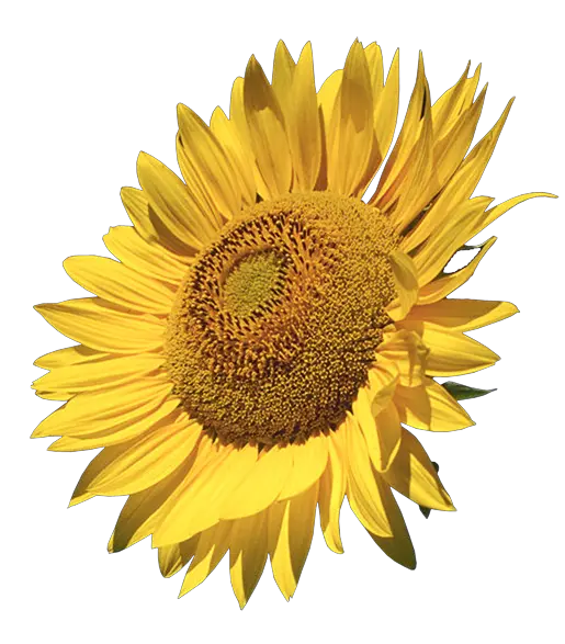 Frozen Fever Sunflower Png