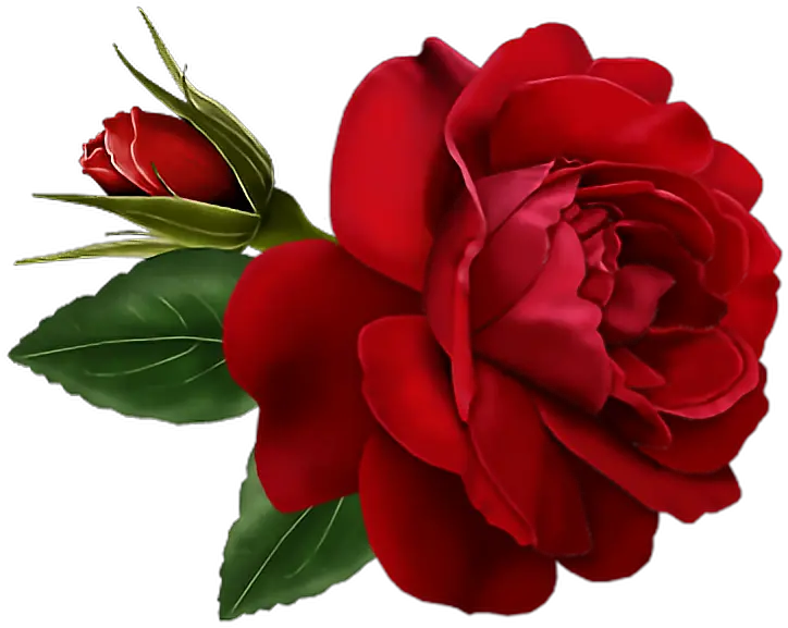 Rose Flower Gif Transparent Png Red Rose Clipart Gif Rosas Rojas Png