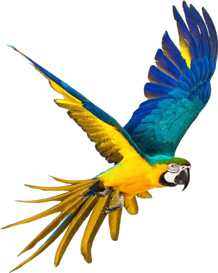 Parrot Png Images Parrot Png Parrot Transparent