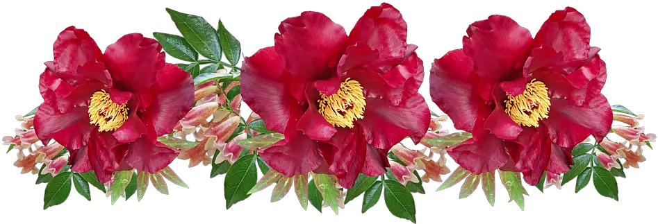 Flowers Red Peony Free Photo On Pixabay Camellia Png Peony Png