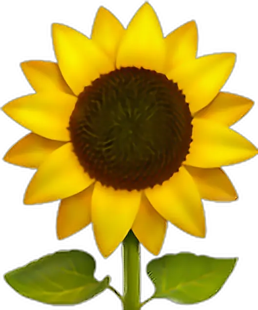 Frame Design Png Sunflower