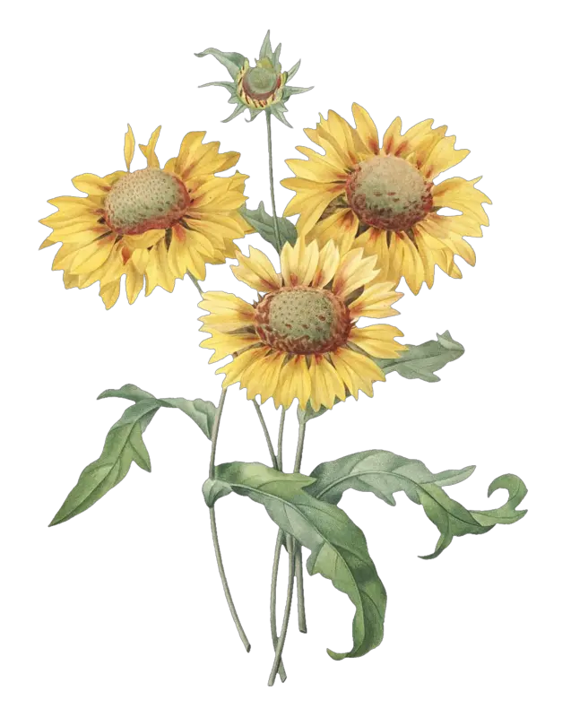 Flower Png Sunflower