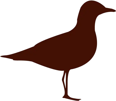 Seagull Bird Silhouette Transparent Png U0026 Svg Vector File Silueta De Una Gaviota Seagull Png