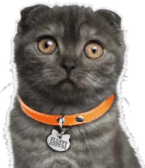 Kitty Ears Png Search Curly Ear Cat 1531245 Vippng Scottish Fold Black Smoke Cat Ears Png