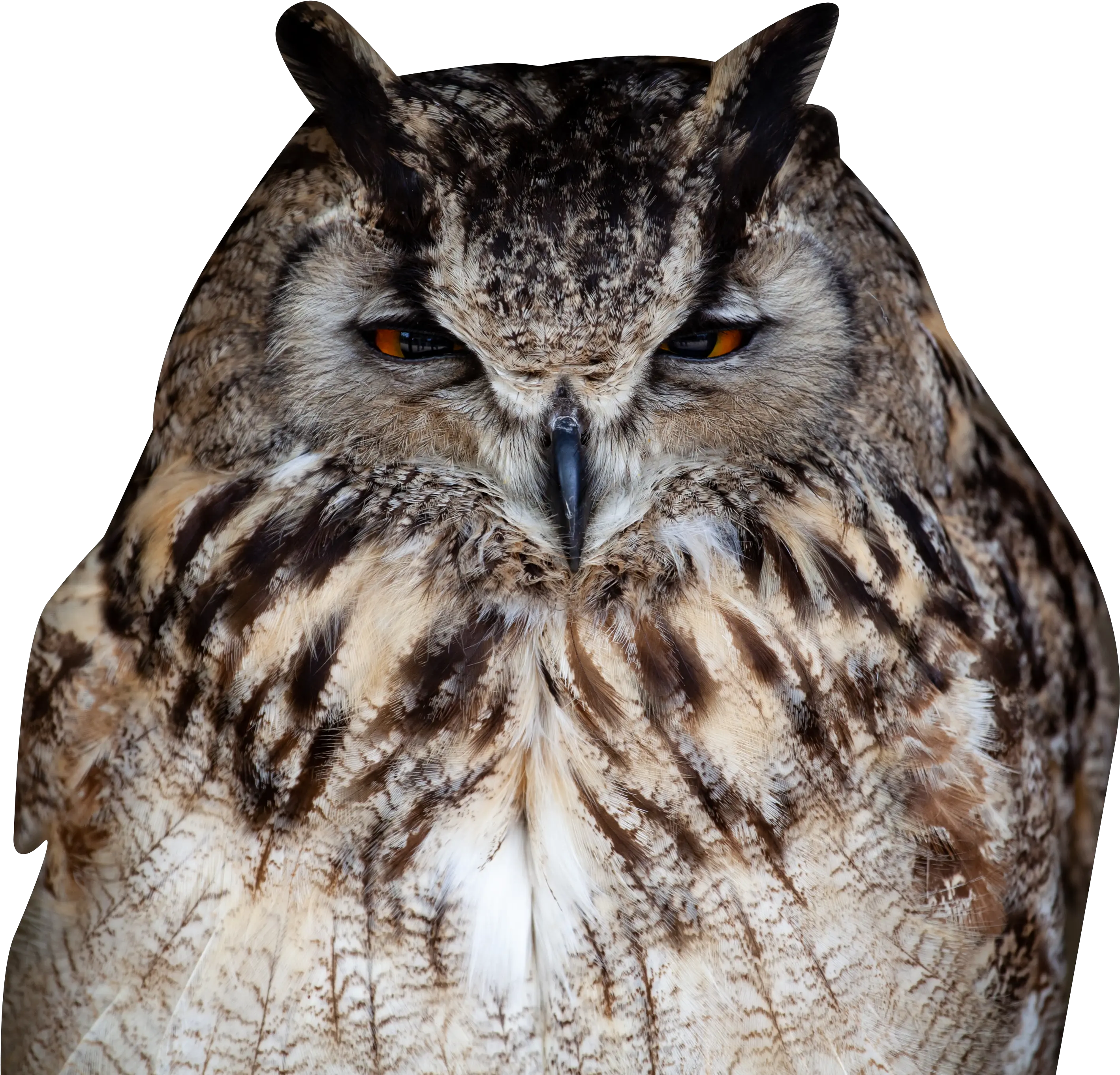 Owl Closeup Transparent Background Png Owl Transparent Background Owl Transparent