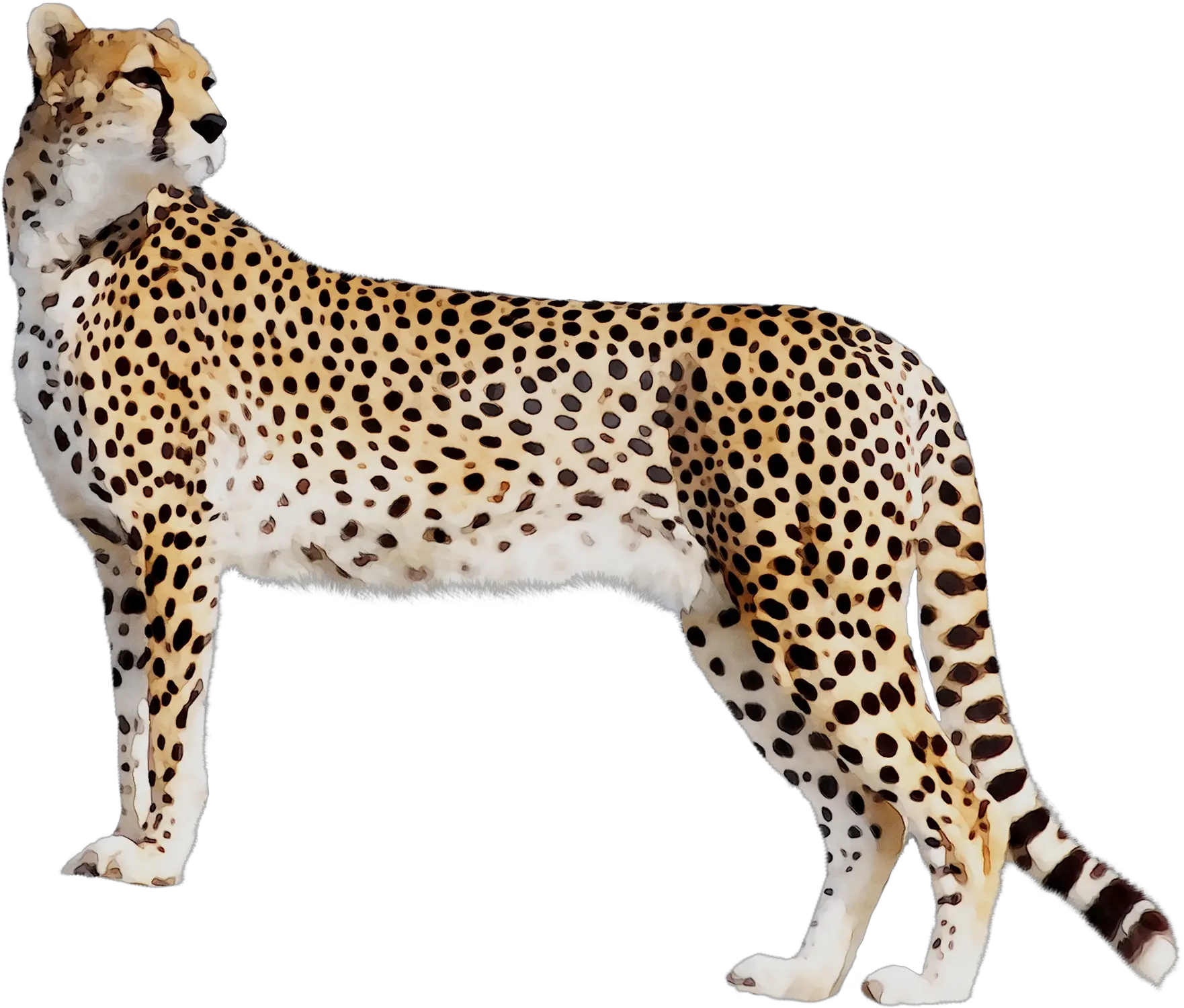 Cheetah Leopard Cat Black Panther Tiger Cheetah Transparent Png Cheetah Png