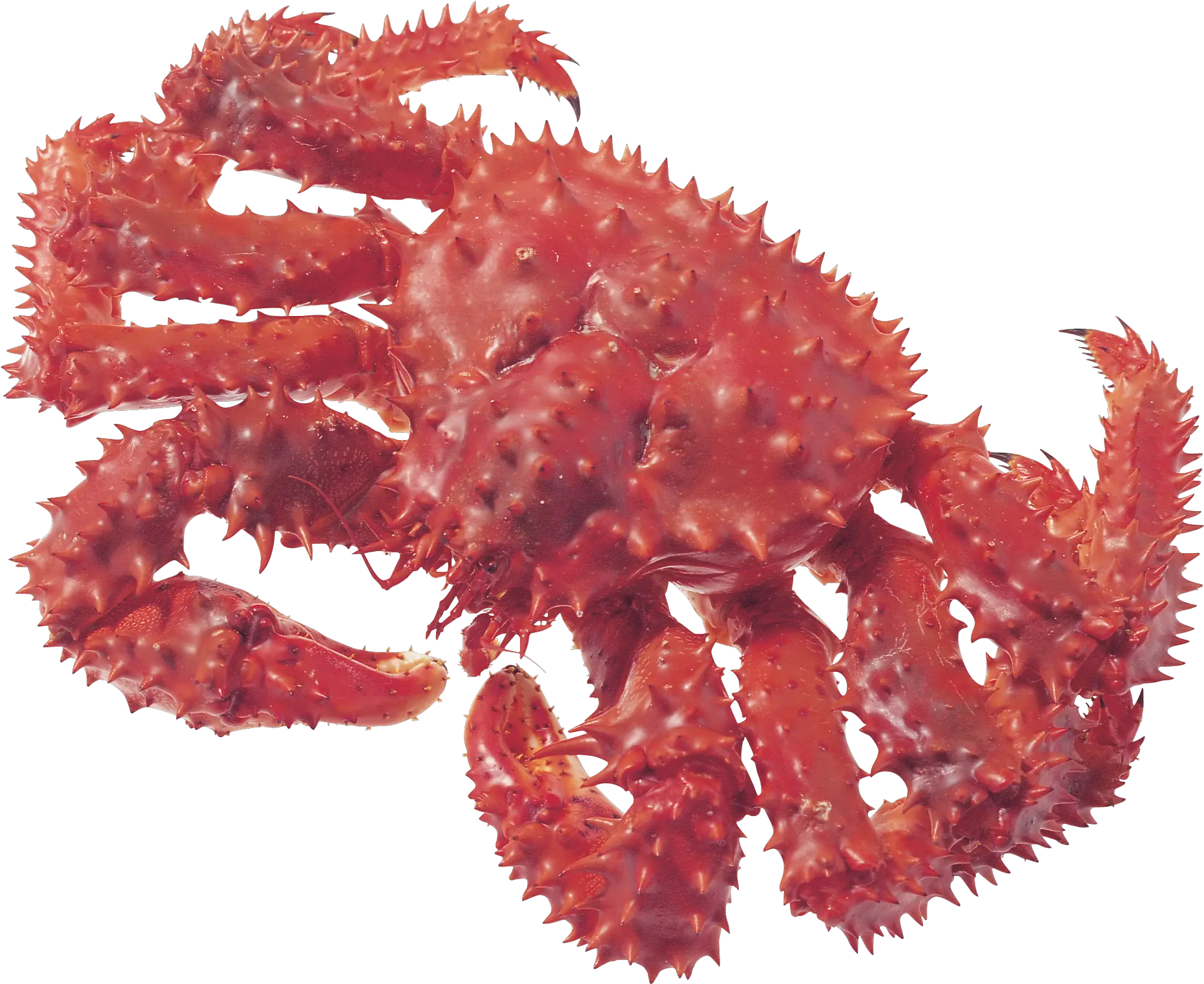 Crab Png Picture King Grab Png Crab Transparent