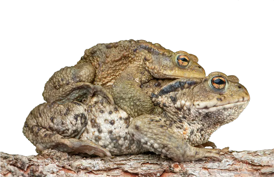 Piggyback Toad Frog Ropucha Obecná Png Toad Png