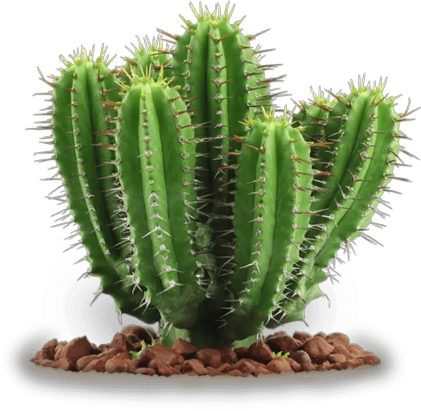 Download Free Png Cactus Clipart Photo Toppng Cactus Plant Png Cactus Clipart Png