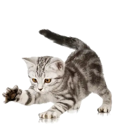 Cat Icon Png