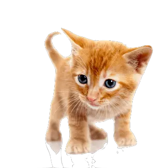 Cat Tail Png