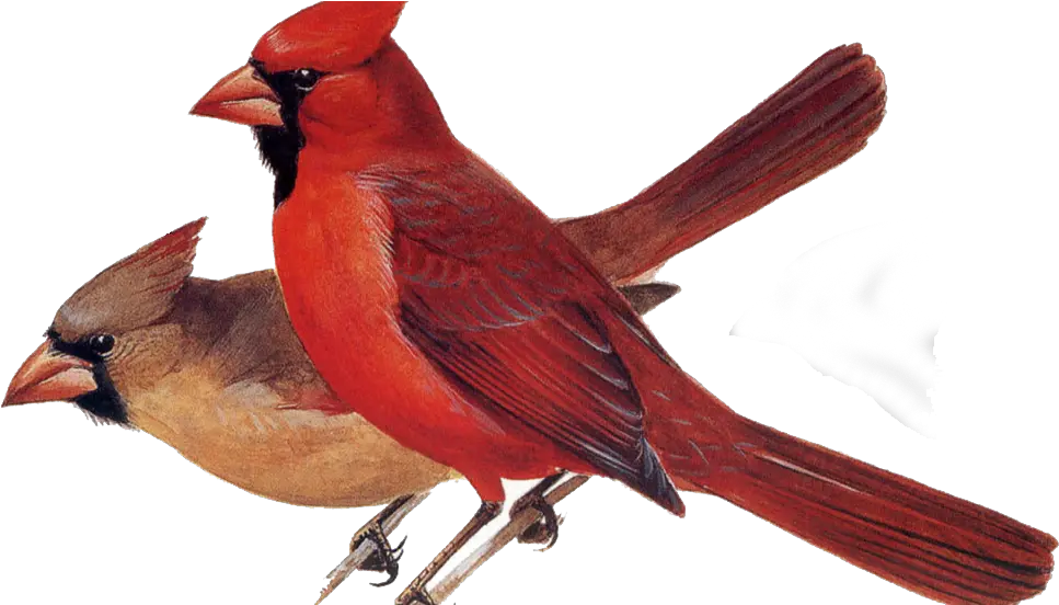 Northern Cardinal Northern Cardinal Png Cardinal Png