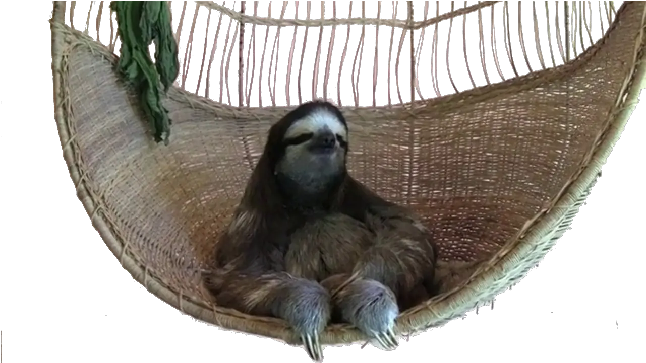 Bant Internationalrandom Thread 1913241 Deal With It Sloth Png Sloth Png