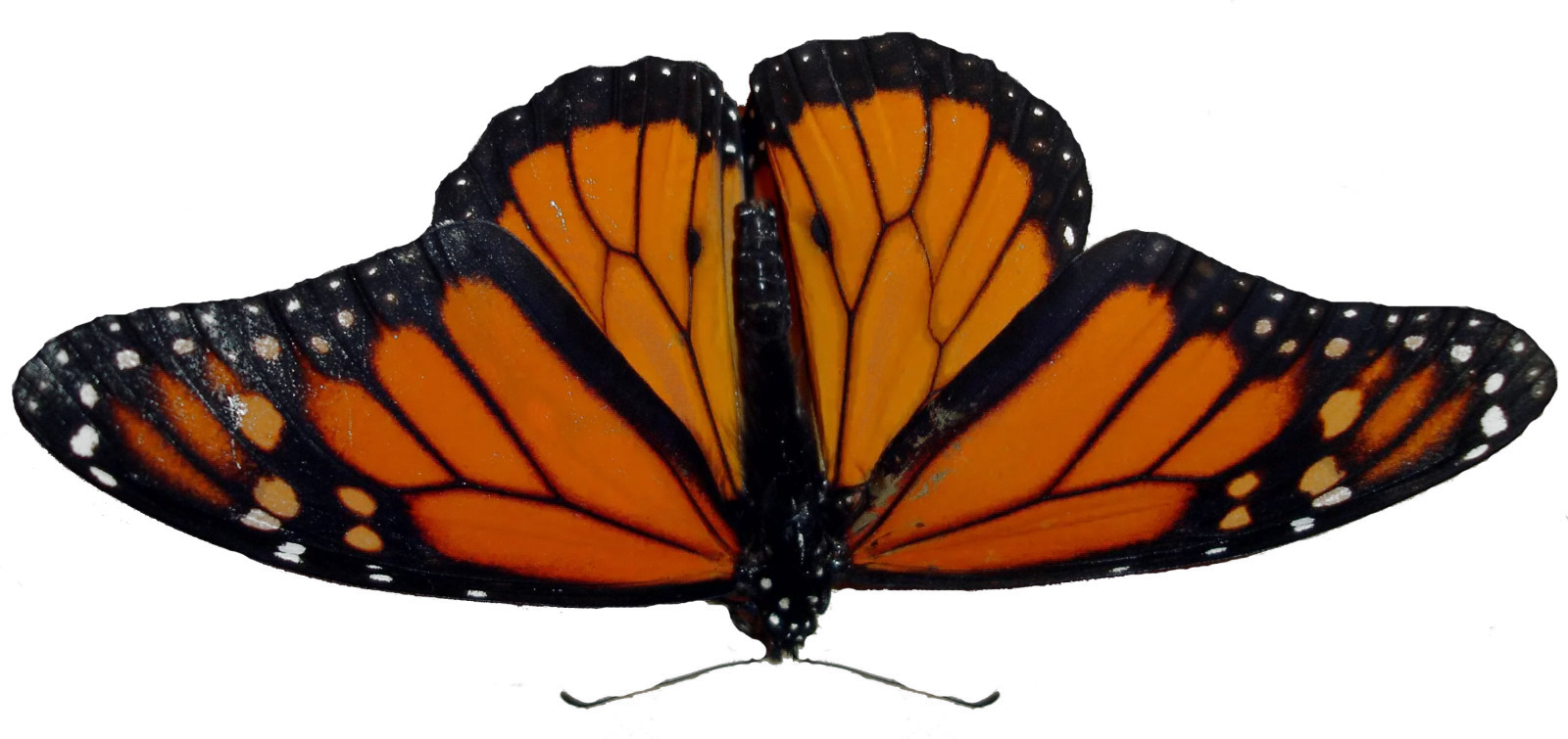 Transparent Background Butterfly Png Transparent