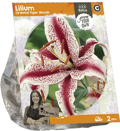 Lilium Oriental Tiger Woods Sp X 2 Pot Lilium Bulb Baltus Png Tiger Woods Png