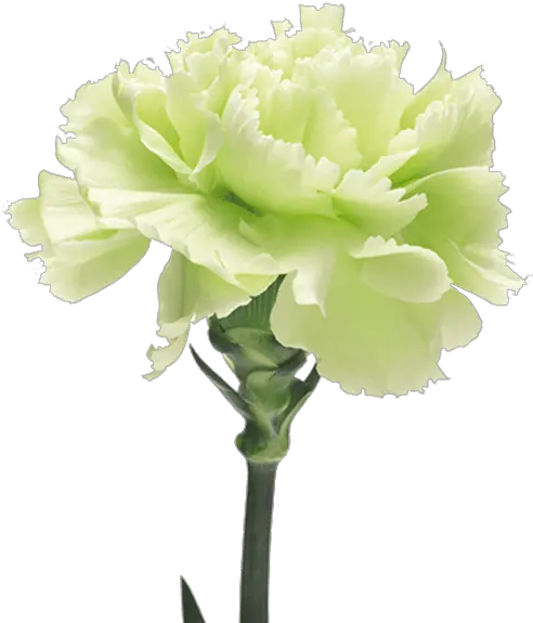 Download Voragine The Green Carnation Full Size Png Green Carnation Flower Carnation Png