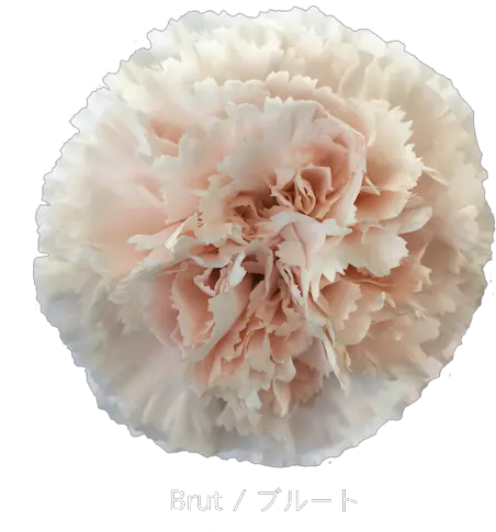 Trending Carnations Perfect For Your Diy Wedding Flowers Png Carnation Png