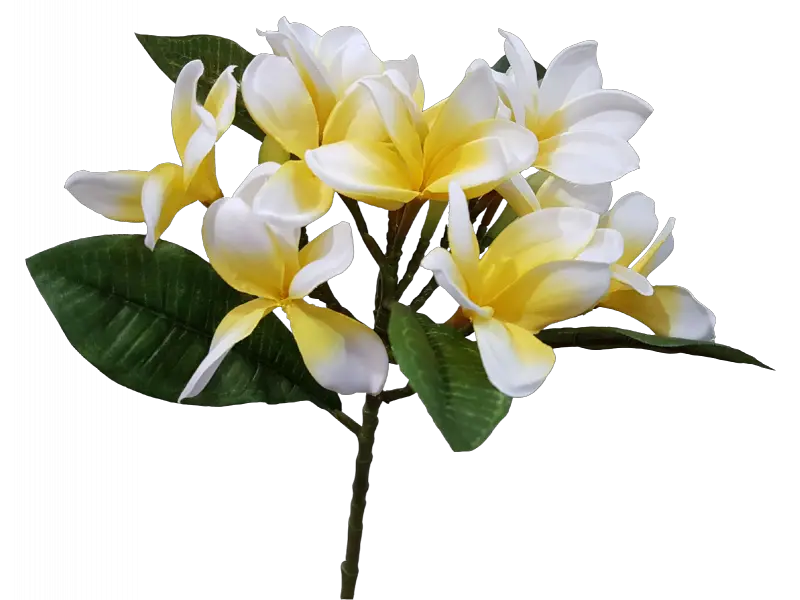 Download Cm Spray Silk Transparent Picture Png Flower Frangipani Plumeria Flower Png