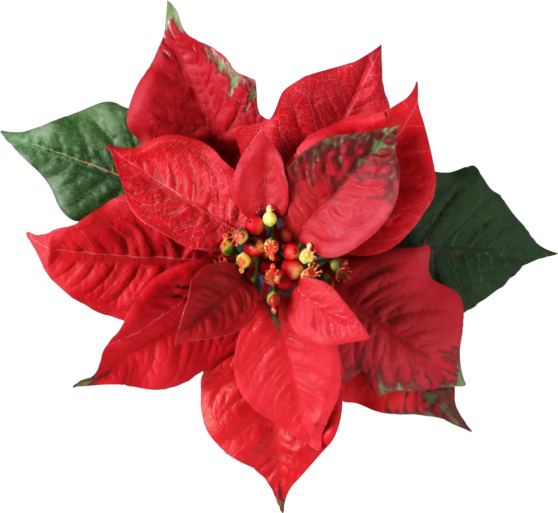 Poinsettia Christmas Decoration Flower Christmas Flower Png Poinsettia Png