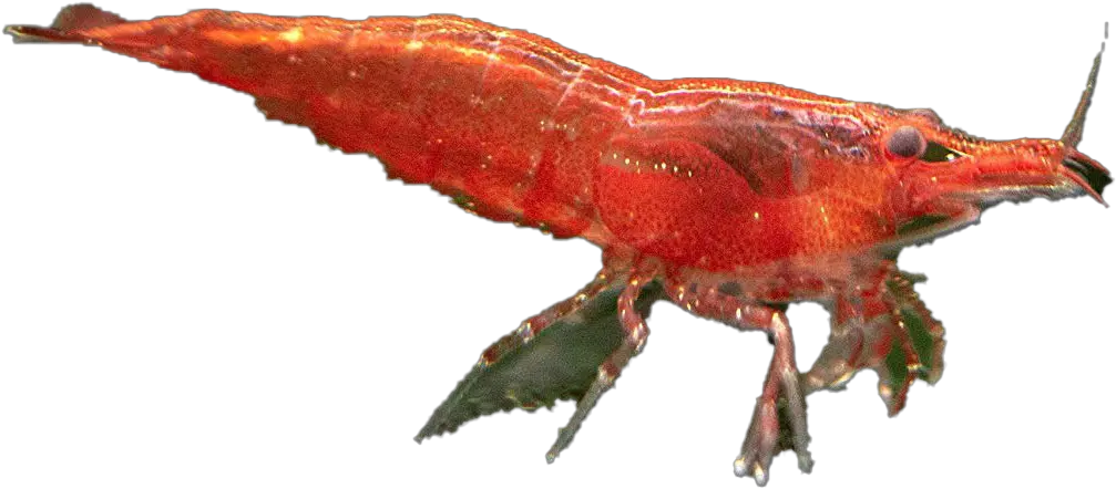 Cherry Shrimp Png Transparent Image Red Cherry Shrimp Png Shrimp Png