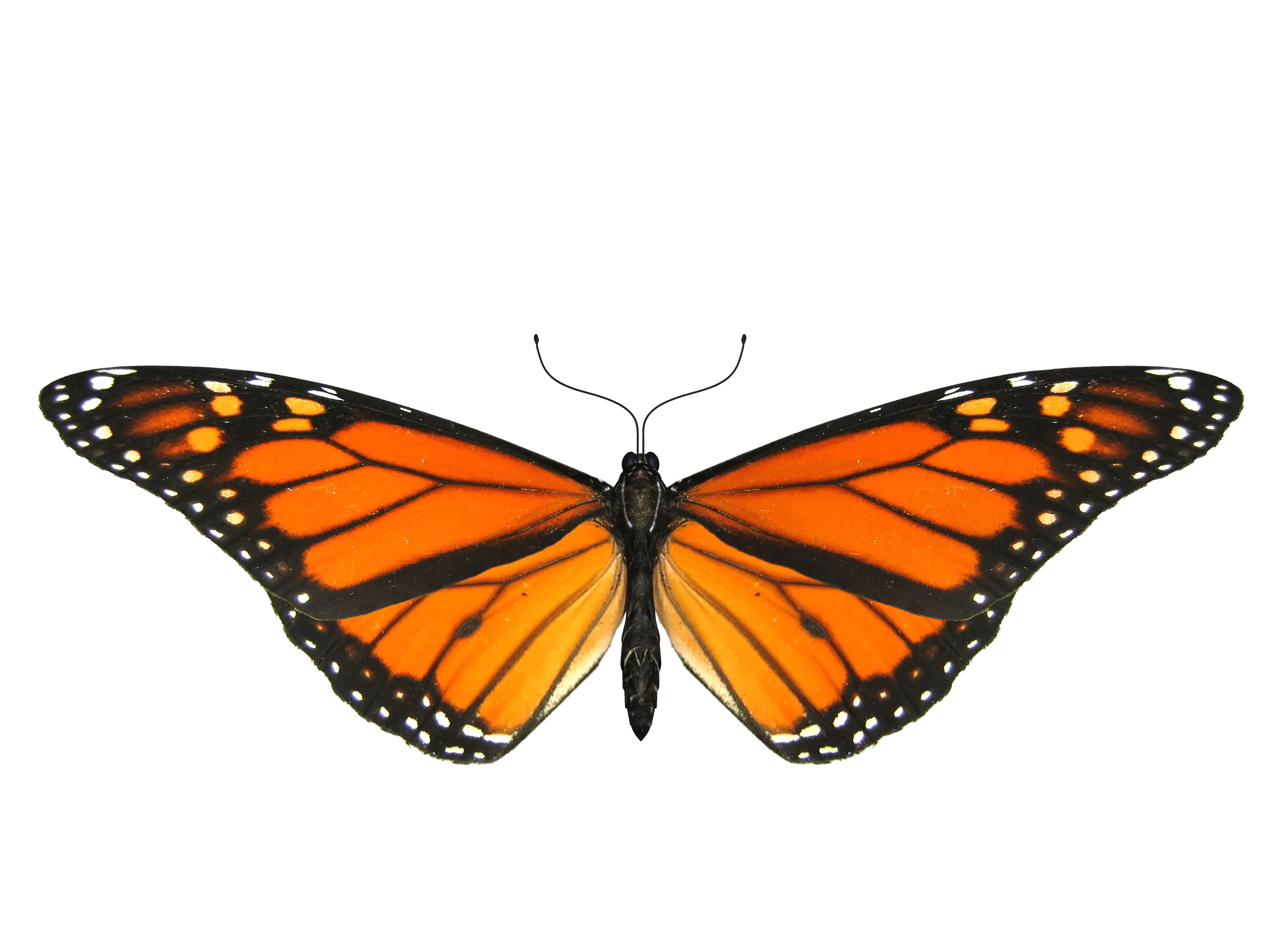 Png Butterfly Image