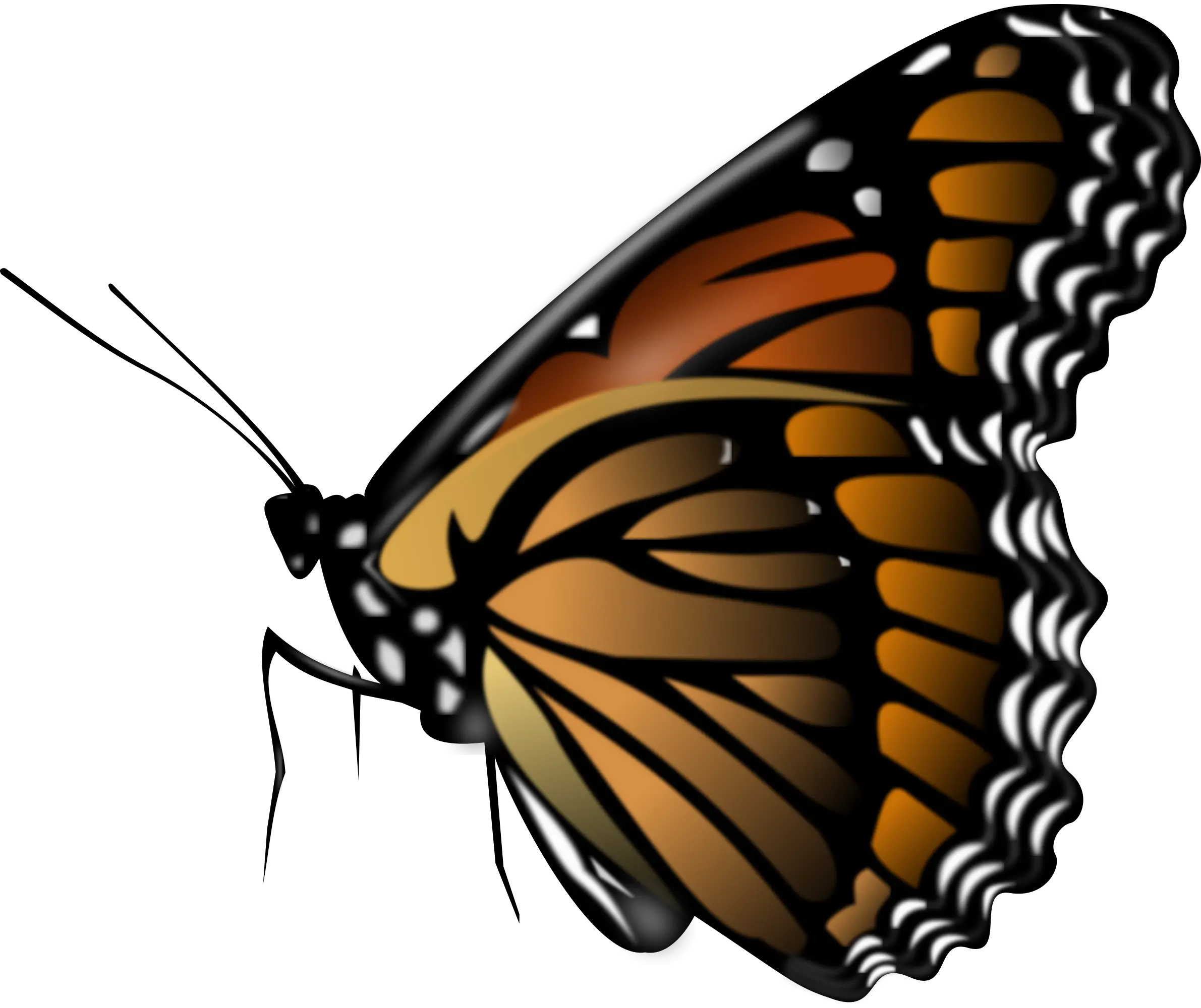 Png Butterfly Outline