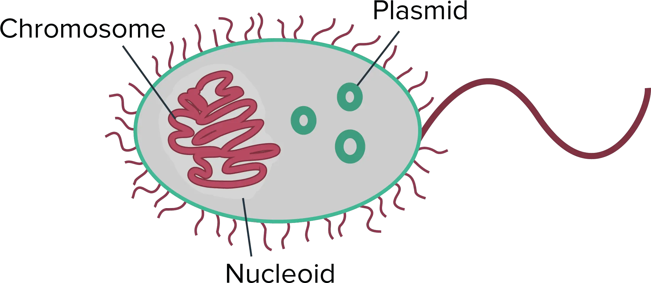 Bacteria Png Single Bacteria Cell Gcse Unlabelled Dna In Prokaryotes Bacteria Png