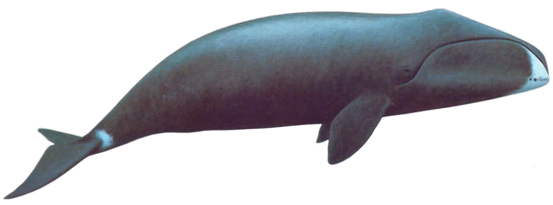 Whale Transparent Png Image With No Whale Bowhead Whale Transparent Background