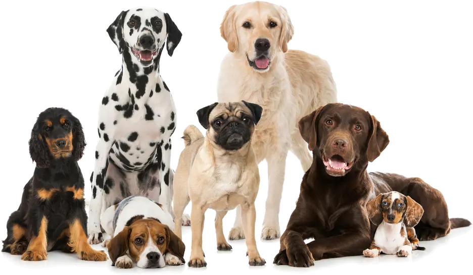 Group Of Dogs Png 4 Image Best Dog Breeds Dogs Png