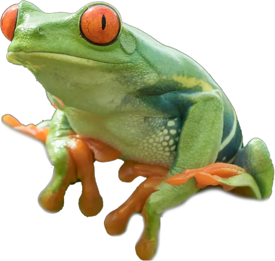 Tree Frog Png 1 Image Transparent Red Eyed Tree Frog Png Frog Transparent Background