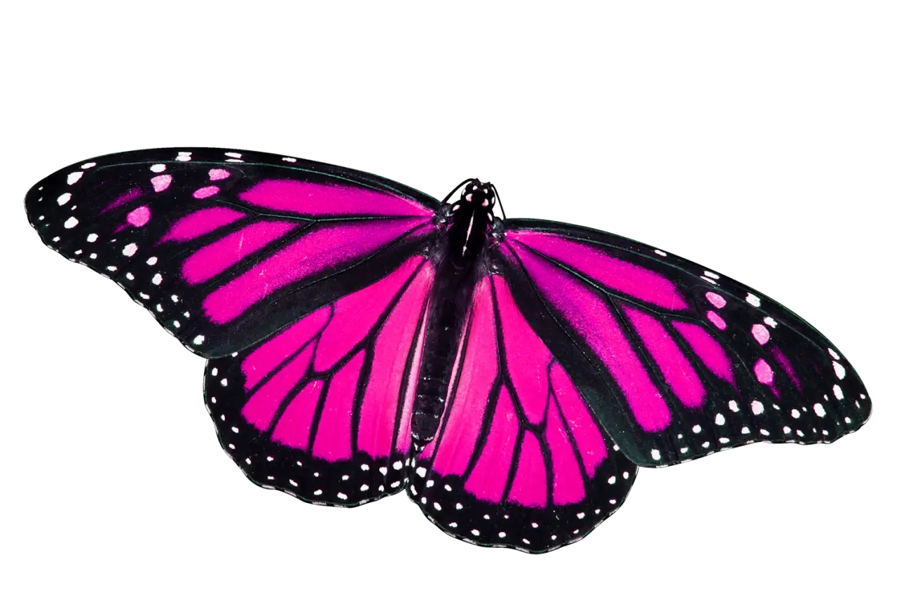 Pink Butterfly Cartoon Png