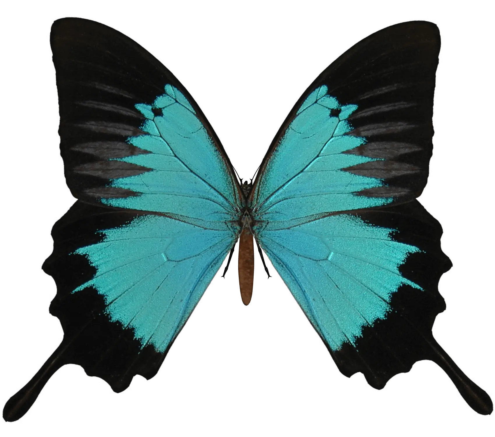 Hd Butterfly Png