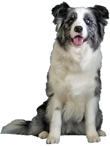 Blue Merle Border Collie To Be The Star Collie Border Collie Transparent Dogs Png Border Collie Png