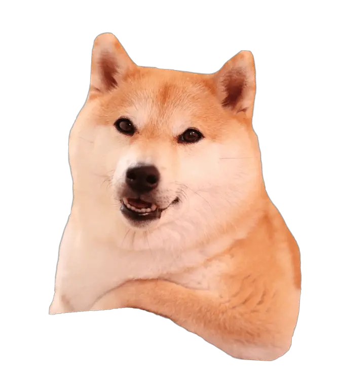 Shiba Inu Relaxing Shiba Inu Transparent Background Png Shiba Inu Png