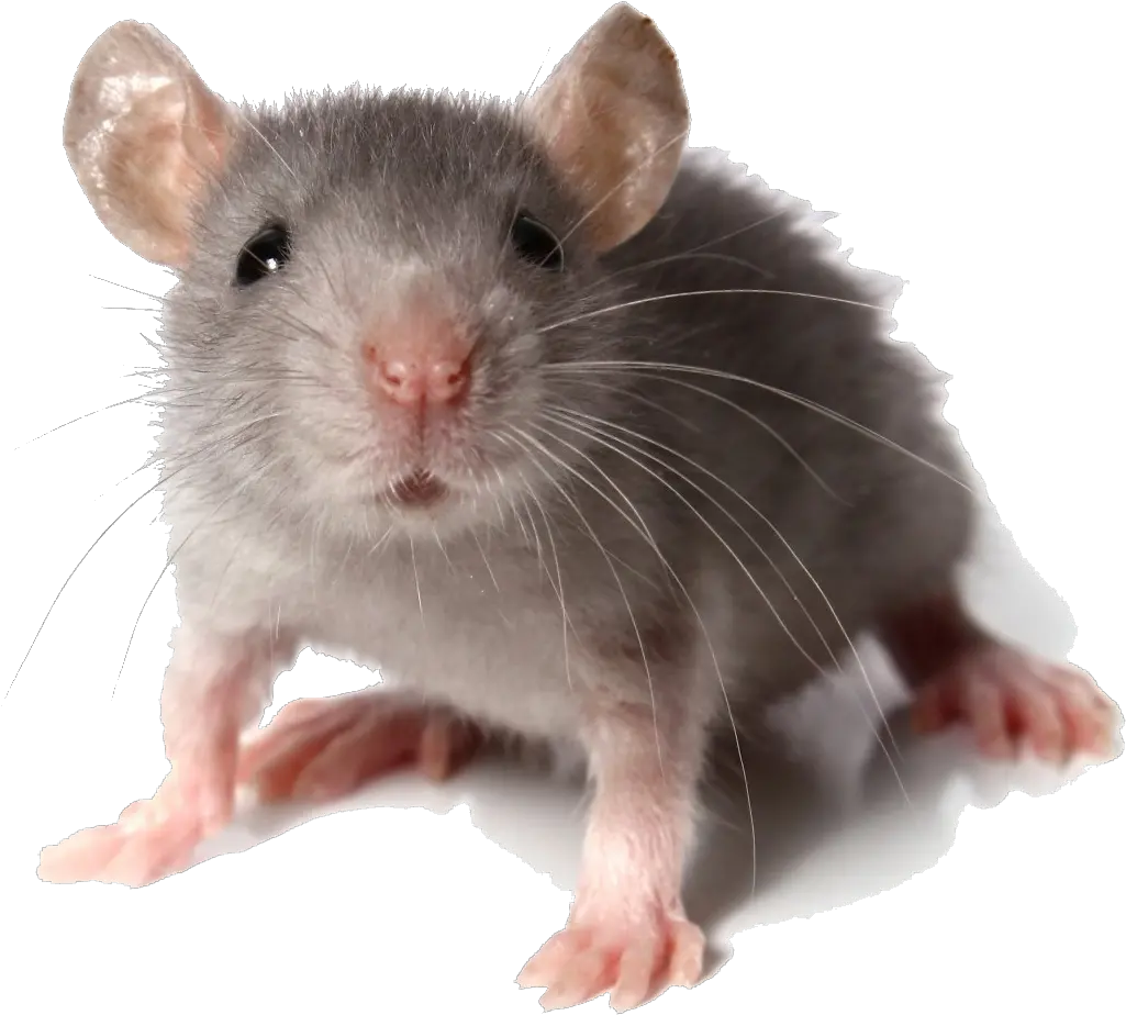 Rat Transparent Png Mouse Looking At You Rat Transparent