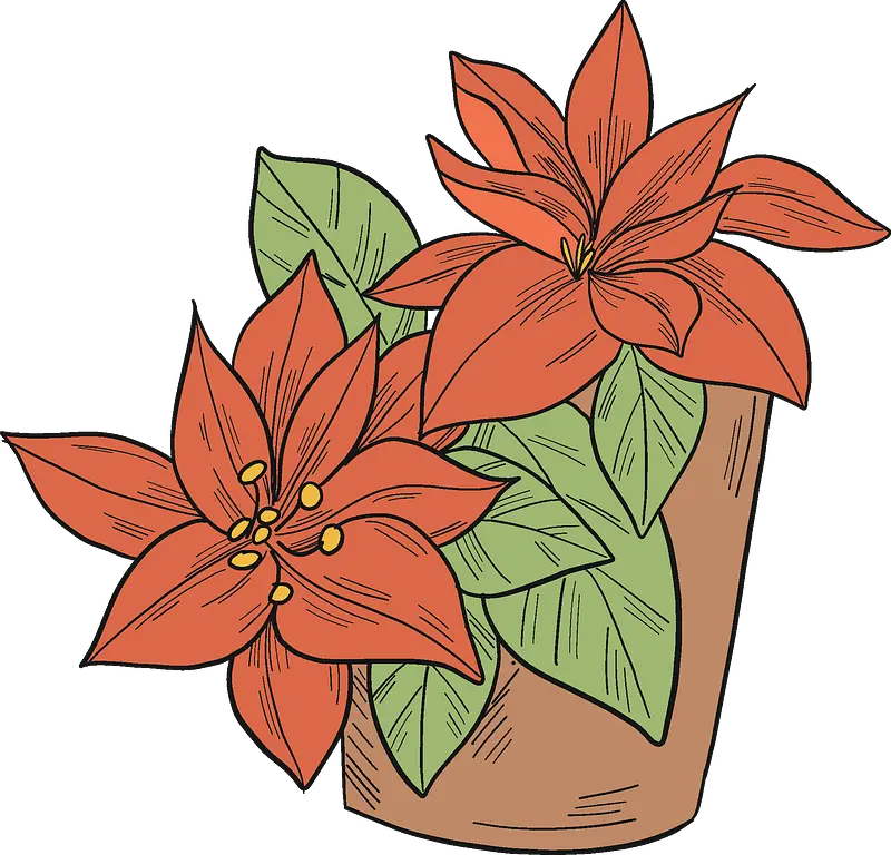 Flowers Clipart Free Download In Png Or Vector Format Poinsettia Poinsettia Png