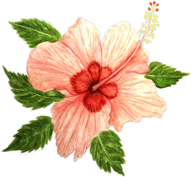 Hibiscus Flower Free Image On Pixabay Hawaiian Hibiscus Png Hibiscus Flower Png
