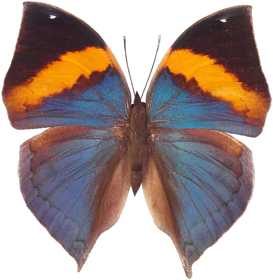 Diamond Butterfly Png