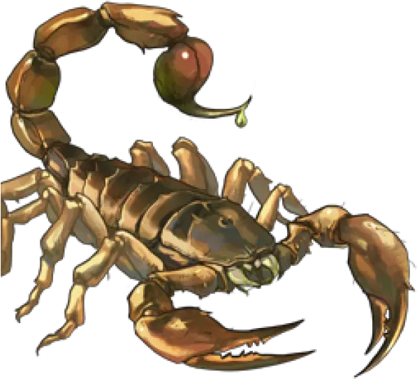 Scorpion Png Free Download 12 Images Scorpions Scorpion Png